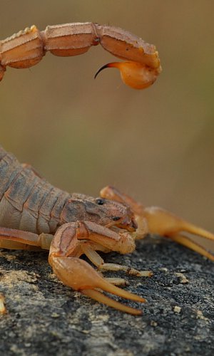 Aranhas e lacraus